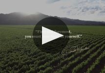 Robert Mondavi  Winery Video