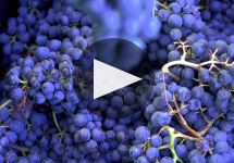 Pertinace Winery Video