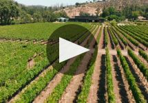 Titus Vineyards Winery Video