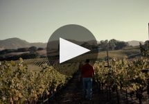 Arrowood Vineyards & Winery Arrowood Well Farmed  Winery Video