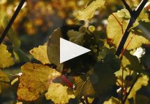 Coates and Seely  Winery Video