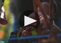 G.D. Vajra  Winery Video