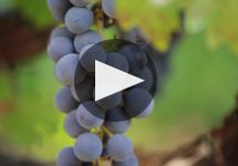 TOR TOR Wines: 50 Years, 25 Vintages Winery Video