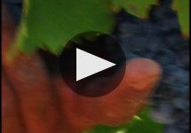 Gurrieri Winery Video
