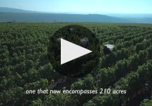 Pascal Jolivet Winery Video