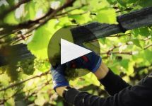 St. Michael-Eppan Winery Video