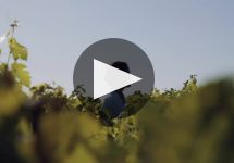Chateau La Fleur Saint-Bonnet  Winery Video