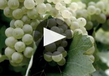 Hennessy Winery Video