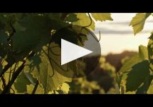 Chehalem Winery Video