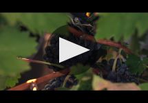 Bodegas Lan Winery Video
