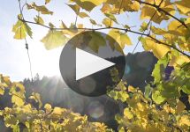 Nals Margreid Nals Margreid Winery Video