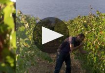 Argiolas Winery Video