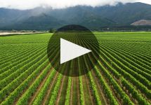 The Little Sheep Overview of The Little Sheep Wines Winery Video