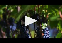 Chateau Lascombes Château Lascombes Winery Video