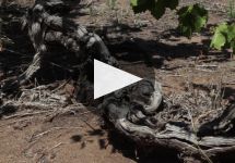 Hewitson Winery Video