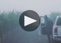 DuMOL Winery Video