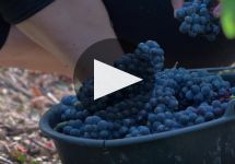 Charles Heidsieck Winery Video