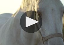 Chateau Croix de Labrie  Winery Video