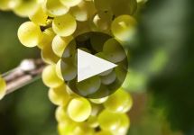 Louis Latour  Winery Video