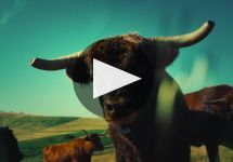 Grgich Hills Estate Winery Video