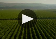 Billecart-Salmon Winery Video