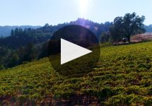 Seghesio Family Vineyards Winery Video