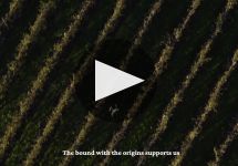 Berlucchi Winery Video