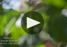 Favia Erickson Winegrowers Winery Video