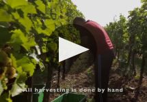 Royal Tokaji Wine Company Winery Video