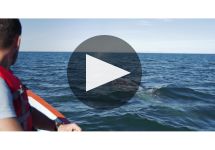 Gray Whale Winery Video