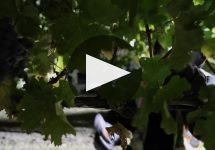 Amici Winery Video