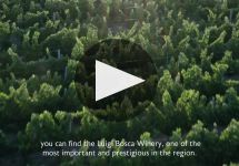 Luigi Bosca  Winery Video