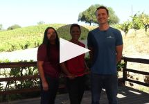 Pedroncelli Winery Pedroncelli 95th Harvest Video Winery Video