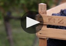 Zenato Winery Video
