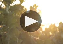 Tunella Tunella Estate Overview Winery Video