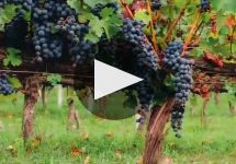 Vermillion  Winery Video
