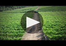 Lagar de Fornelos Lagar de Cervera Winery Video