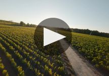 Domaine de Chevalier Domaine de Chevalier Winery Video