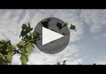Chateau Bel Orme Tronquoy de Lalande Winery Video