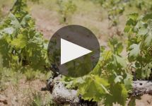 Terra d'Oro  Winery Video