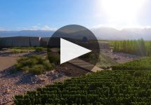 Familia Zuccardi Vineyards Winery Video