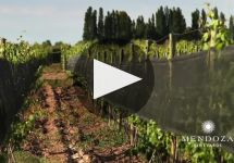 Agua de Piedra Winery Video