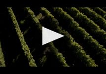 Villa Maria Villa Maria New Zealand Winery Video