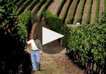 Benton Lane Learn More about Benton Lane Winery Winery Video