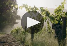 Stags' Leap Winery Stags' Leap Winery Winery Video