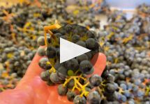 Keever Vineyards and Winery Behind the Scenes at Keever Winery Video