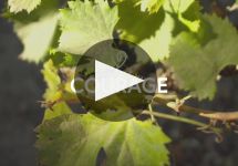 Susana Balbo 25th Anniversary Winery Video