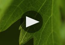 Spottswoode Estate Vineyard & Winery  Winery Video