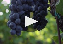 La Jota Vineyards Co. Winery Video