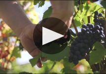 Faiveley Winery Video